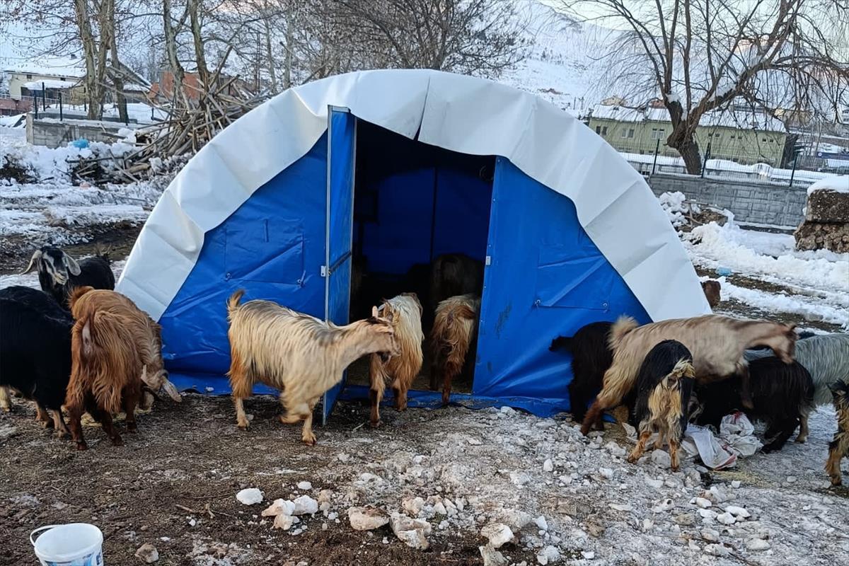 Deprem bölgesinde büyükbaş için hayvan başına 500 lira küçükbaş için 50 lira yem desteği verilecek - Ekonomi - Dudullu Haber