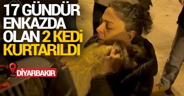 Diyarbakır039da 17 gündür enkazda olan 2 kedi kurtarıldı - Gündem - Dudullu Haber