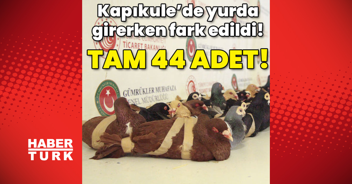 Kapıkulede yurda girerken fark edildi Tam 44 adet - Gündem - posta güvercin - Dudullu Haber