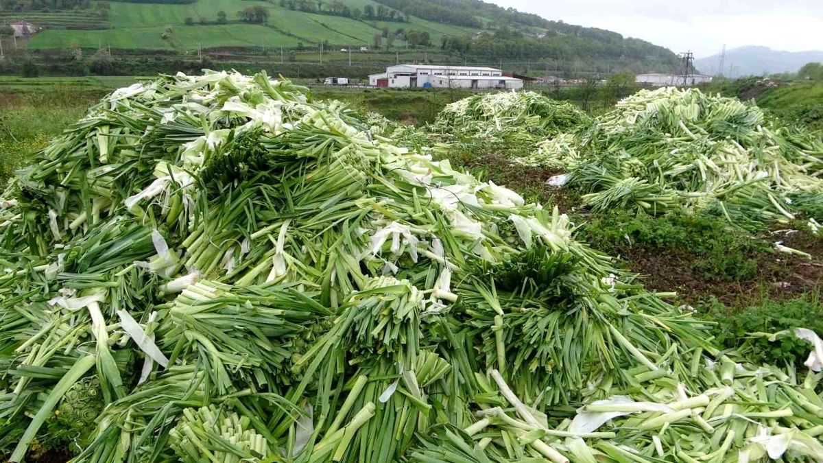 Üreticinin elinde kalan tonlarca pırasa boş araziye atıldı - Ekonomi - Dudullu Haber