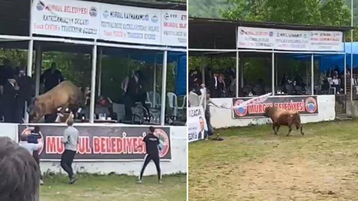 Artvindeki boğa güreşinde ortalık bir anda karıştı Protokol nereye kaçacağını şaşırdı - Spor - Dudullu Haber