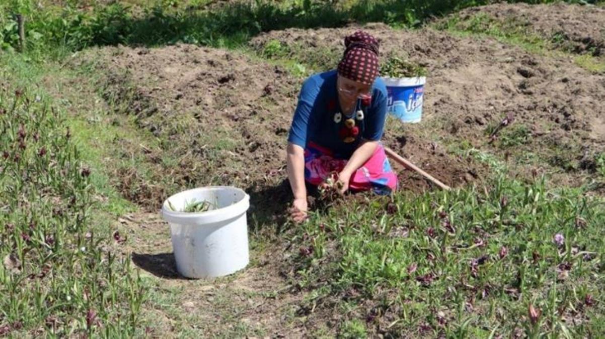 Orduda salep hasadı başladı Kilosu 800 TLden alıcı buluyor - Ekonomi - Dudullu Haber