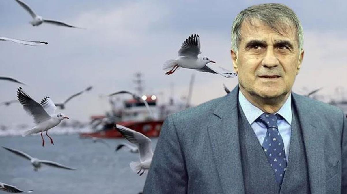 Şenol Güneşin martılarla ilgili sözleri sonrası sosyal medya yıkıldı Parti kursa yüzde 10 oy alır - Spor - Dudullu Haber