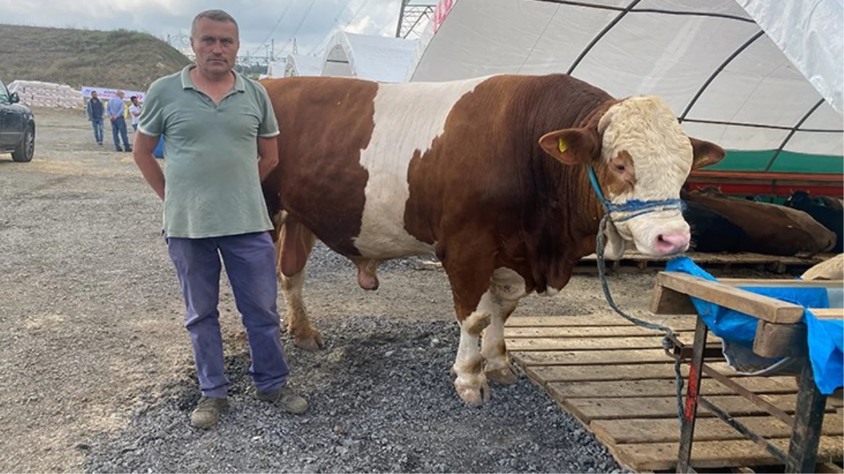 1 ton 200 kiloluk kurbanlık araba fiyatına alıcısını bekliyor - Ekonomi - Dudullu Haber