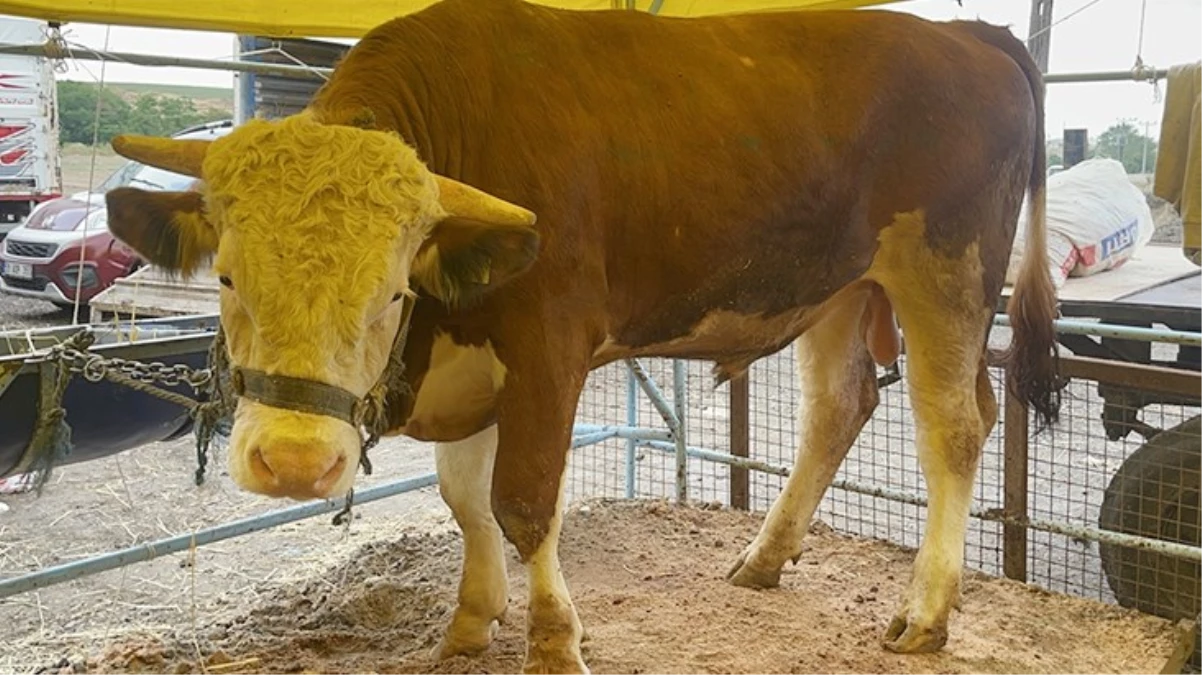 1 tonluk Kral bayrama sayılı günler kala satıldı İşte fiyatı - Ekonomi - Dudullu Haber