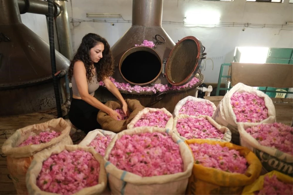 4 ton gülden 1 litre gül yağı çıkarıyorlar Litresi 10 bin euro - Ekonomi - Dudullu Haber