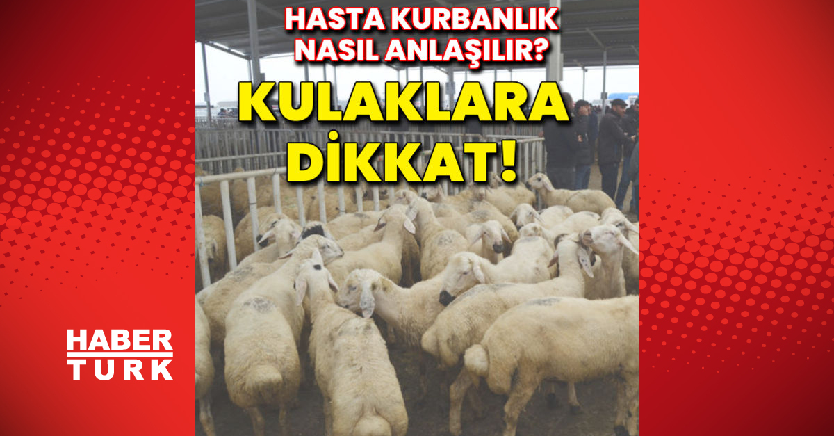 Hasta kurbanlık nasıl anlaşılır Kulaklara dikkat - Gündem - Dudullu Haber