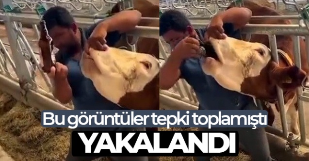 İneğe içki şişesinde sıvı veren şahıs yakalandı - Gündem - Dudullu Haber