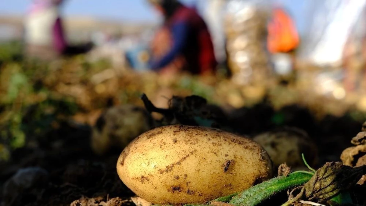 Mayıs ayından fiyatı en çok artan ürün patates oldu - Ekonomi - Dudullu Haber