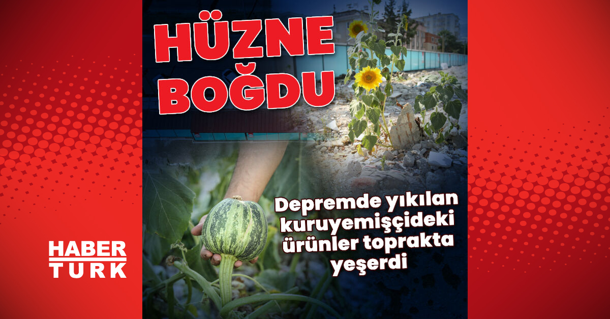 Yıkılan kuruyemişçideki ürünler toprakta yeşerdi - Gündem - Deprem - Dudullu Haber