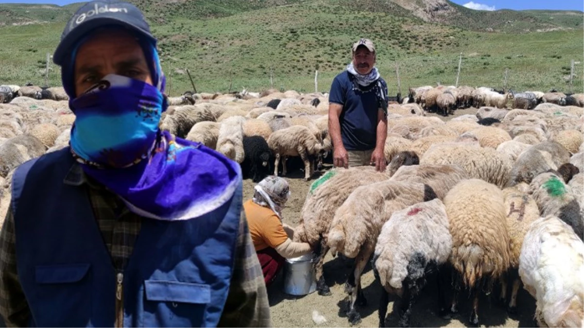 İranlı çoban Hakkaride aylık 20 bin TL ücretle çalışıyor - Ekonomi - Dudullu Haber
