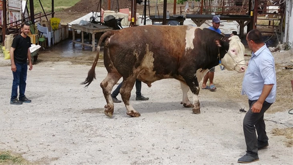 Paşa isimli 16 tonluk boğa 210 bin TLye satıldı - Ekonomi - Dudullu Haber