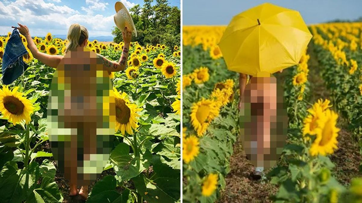 Ayçiçeği tarlası sahibi ziyaretçilere isyan etti Çıplak fotoğraf çektirmeyin - Ekonomi - Dudullu Haber