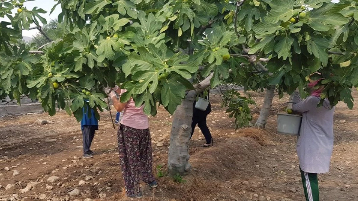 Aydında taze incir hasadı başladı Tarlada 22 TL pazarda 70 TL - Ekonomi - Dudullu Haber
