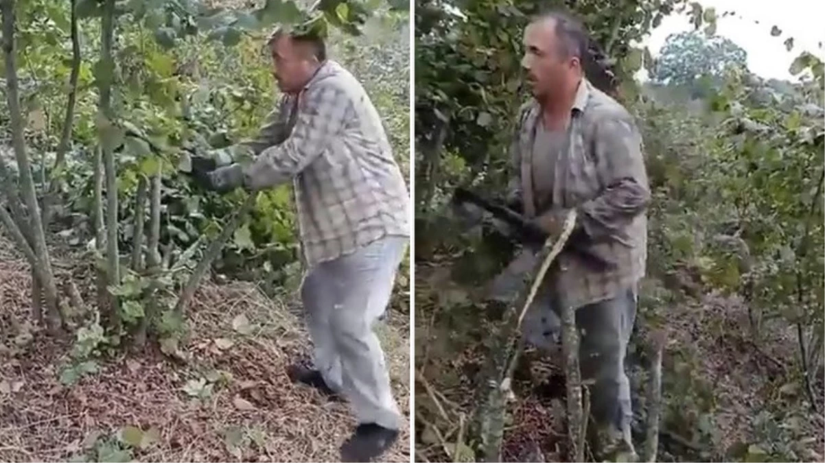 Fındık fiyatlarından memnun kalmayan çiftçi Para etmiyor diyerek ağaçlarını kesti - Ekonomi - Dudullu Haber