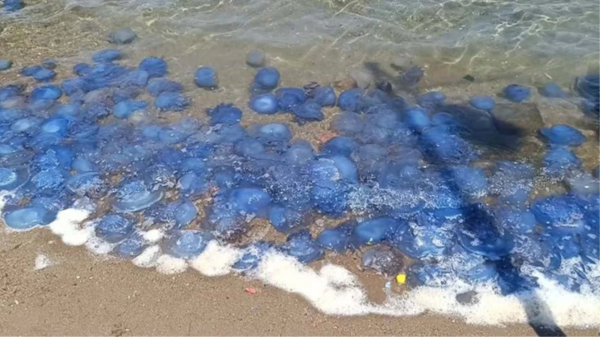 Foça sahillerinde manzara gittikçe kötüleşiyor Mavi denizanaları her yeri sardı balıkçılar isyanda - Ekonomi - Dudullu Haber