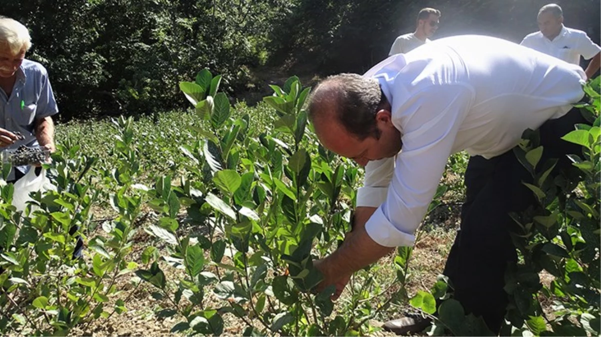 Kanser hücrelerini azaltan süper meyve aranyo hasadı başladı Kilosu 250 lira - Ekonomi - Dudullu Haber