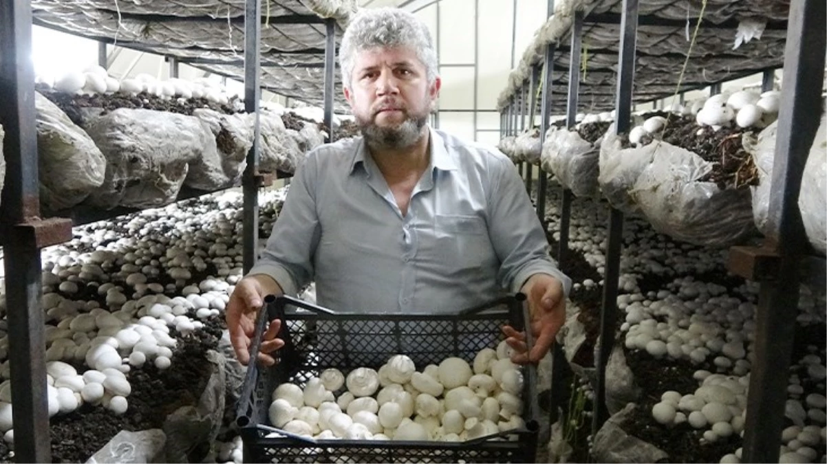 Kendi imkanlarıyla kurduğu mantar tesisinde 2 ayda 6 ton üretim yaptı Kilosunu 60 liradan satıyor - Ekonomi - Dudullu Haber