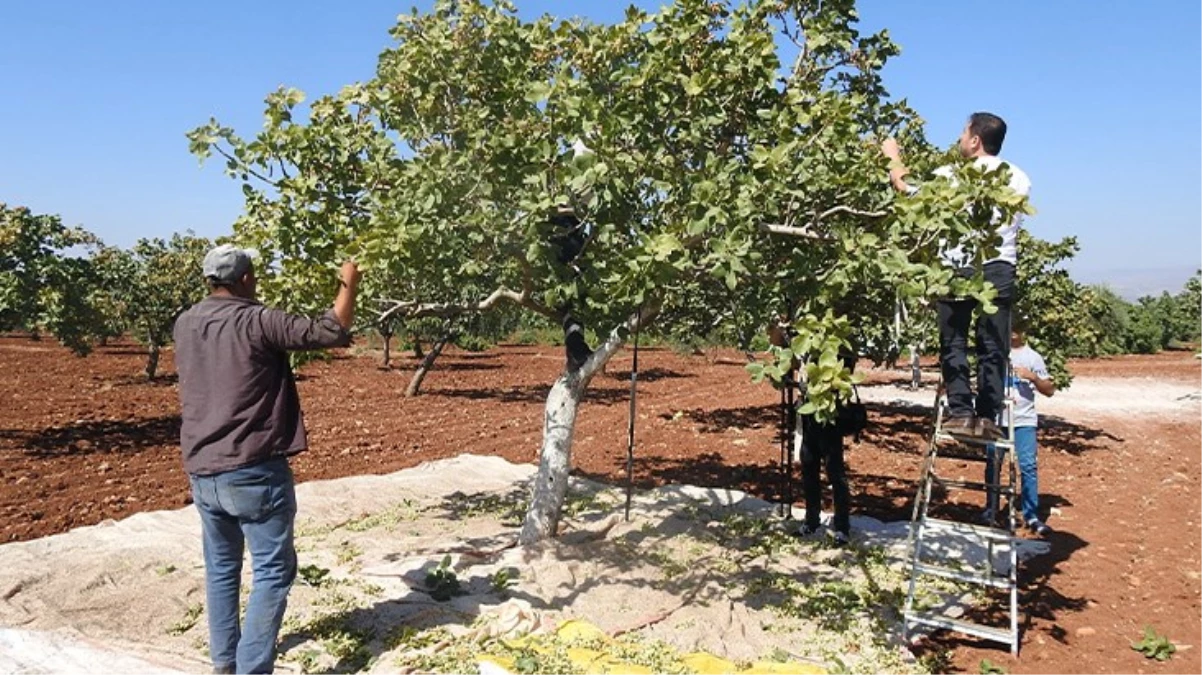 Kiliste yeşil altının hasadı başladı Tarlada kilosu 95 lira - Ekonomi - Dudullu Haber