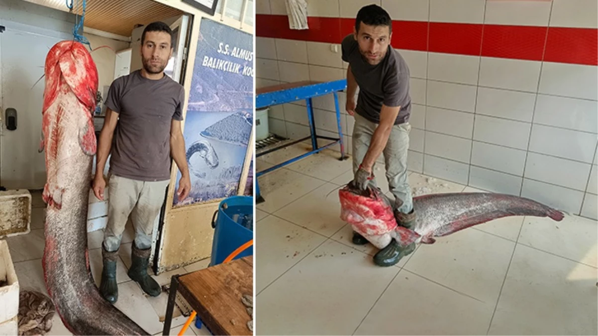 Tokatta yakalanan 2 metrelik yayın balığı satışa sunuldu Kilosu 60 lira - Ekonomi - Dudullu Haber