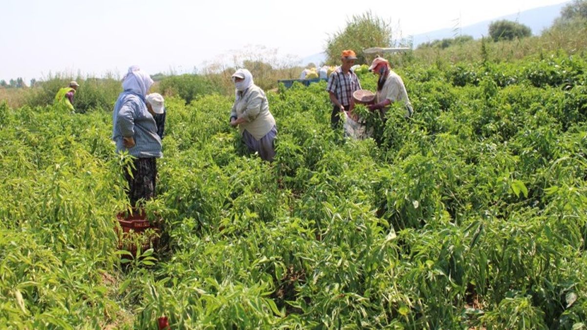 Biber üreticileri altın yılını yaşıyor Tarlada kilosu 20 TL - Ekonomi - Dudullu Haber