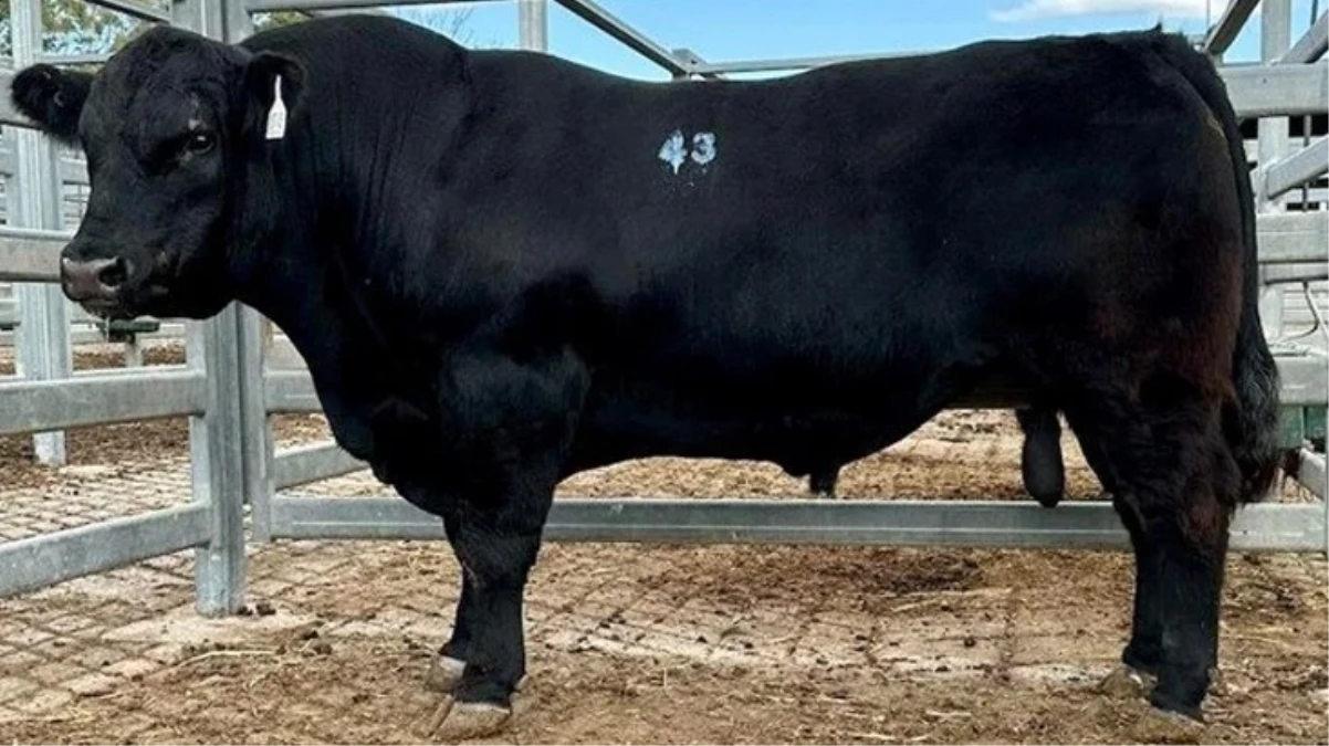 Bu bir dünya rekoru 956 kilogramlık boğa 150 bin dolara satıldı - Ekonomi - Dudullu Haber