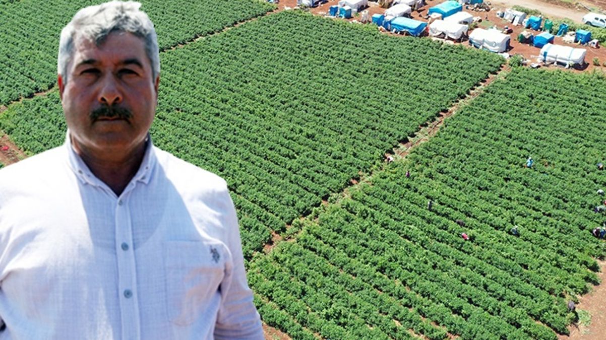 Kahramanmaraşlı çiftçi jalapeno biberiyle 40 ülkeye ihracat yapıyor - Ekonomi - Dudullu Haber