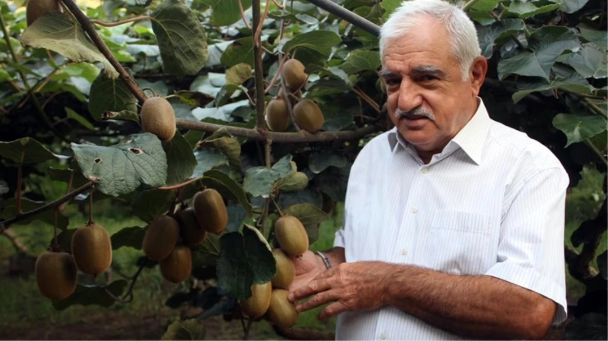 Kivide rekolte yarı yarıya düştü bu yıl fiyatı pahalı olacak - Ekonomi - Dudullu Haber