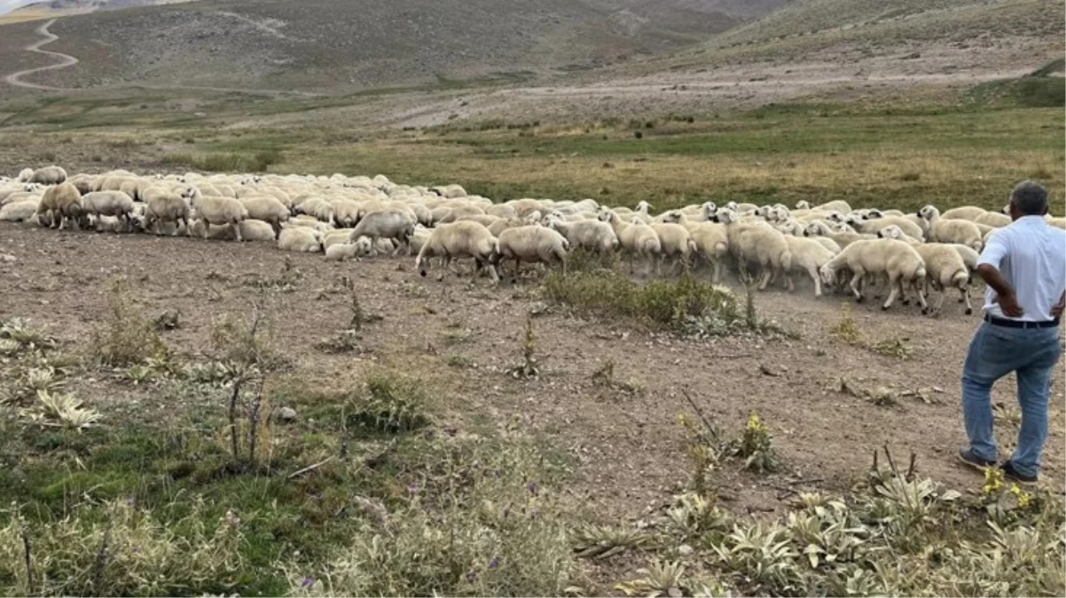 Malatyada hayvan yetiştiricileri dertli 20-25 bin TL maaşla çalışacak çoban bulamıyoruz - Ekonomi - Dudullu Haber