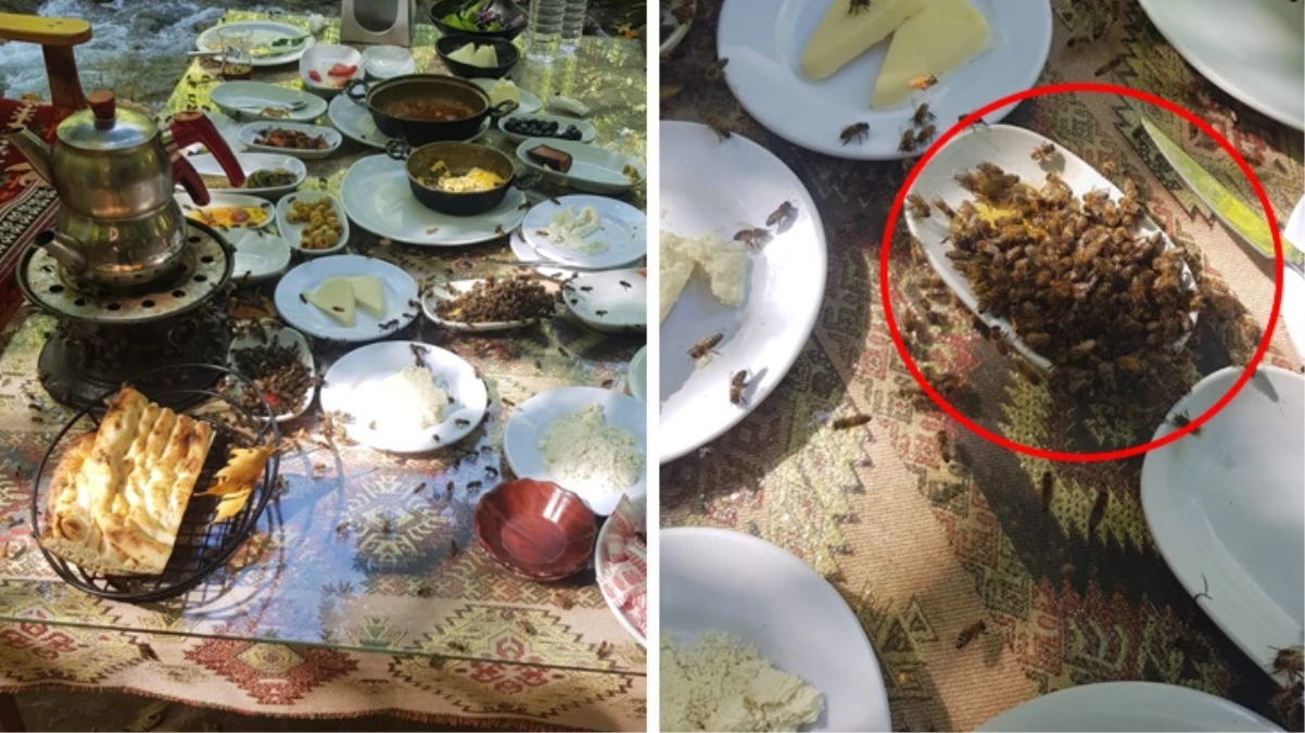 Turistik restoranlara arı kovanı darbesi Müşteriler ardına bakmadan kaçıyor esnaf isyanda - Ekonomi - Dudullu Haber
