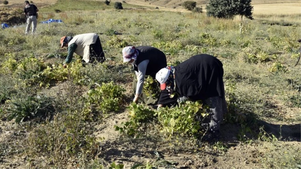 Üretimin yüzde 80 düştüğü Köse fasulyesinin fiyatı 200 TLye kadar çıktı - Ekonomi - Dudullu Haber