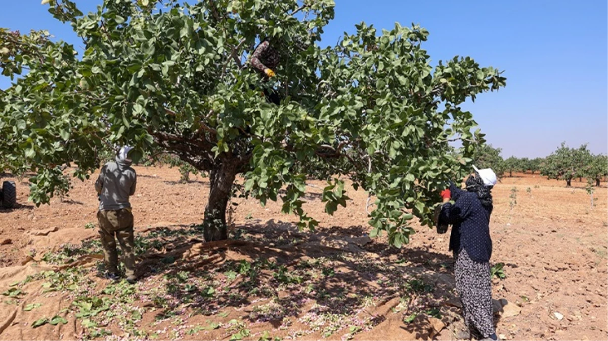 Yeşil altında hasat başladı Tarlada kilosu 110 TL - Ekonomi - Dudullu Haber
