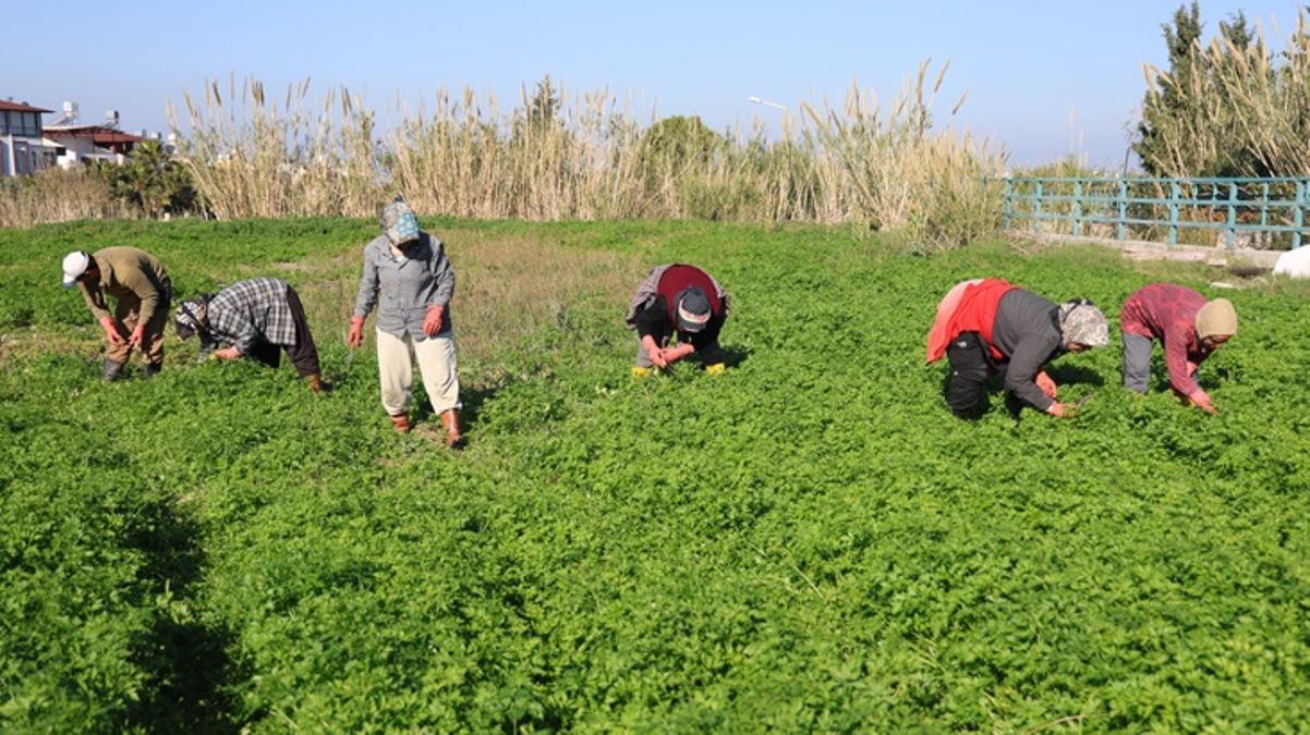 1704544087548Vatandas-zehirlenmesin-diye-gunlerce-mesai-yapiyorlarjpg - Dudullu Haber