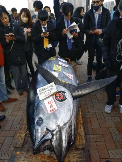 Tokyo'da 227 kilo ağırlığındaki dev mavi yüzgeçli ton balığı, açık artırımda 800,000 dolara satıldı