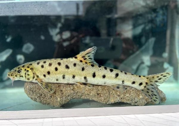 Dünyanın en çok aranan balıklar listesindeydi: Dicle Nehri'nde bulundu