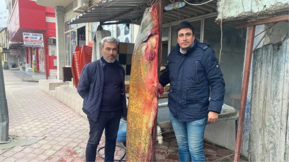 6 balıkçı 37 bin lira değerinde dev yayın balığı yakaladı Kilosu 250 TLden satılacak - Ekonomi - Dudullu Haber
