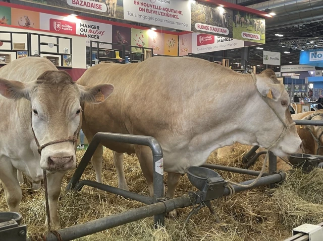 Fransa'da 990 Kilogramlık İnek Rekor Fiyata Satıldı