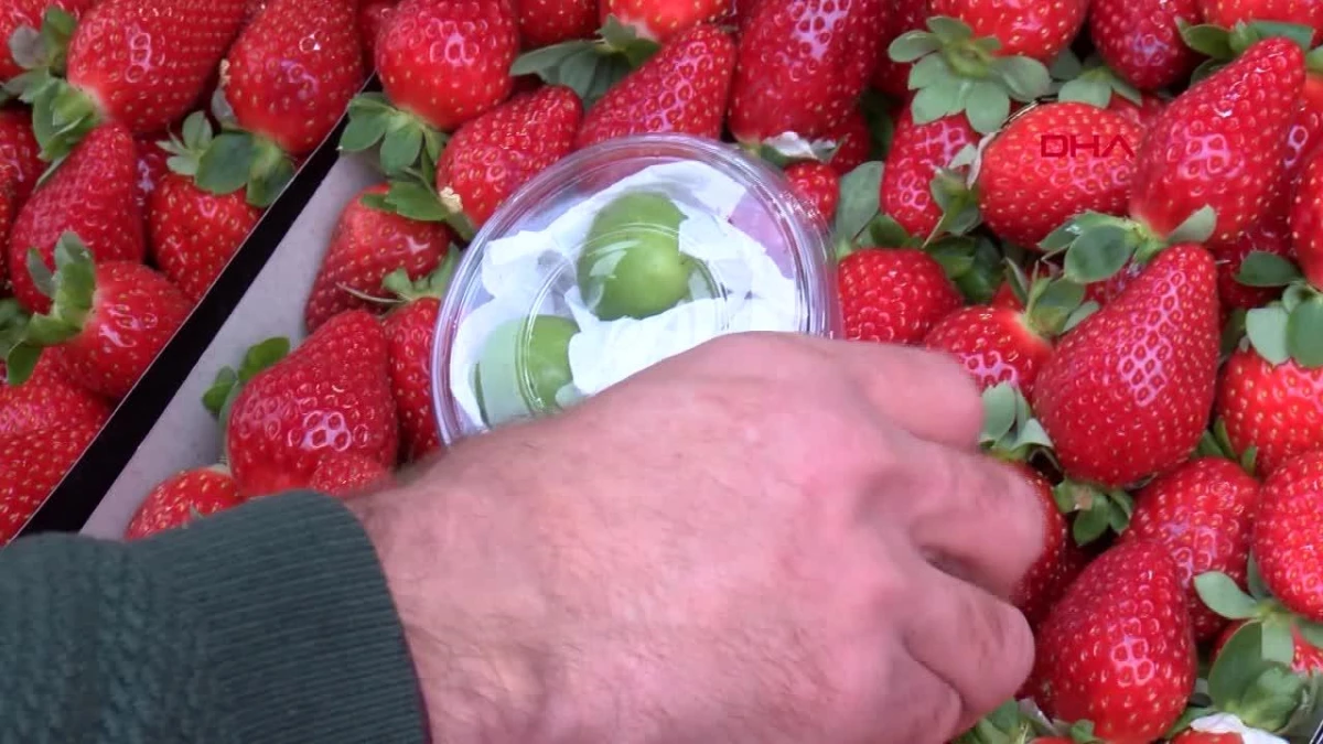 Yesil-erigin-kilosu-6-bin-liradan-satistajpg - Dudullu Haber