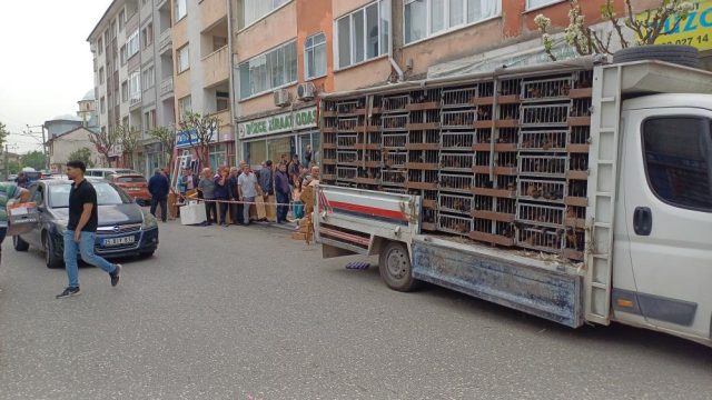 Yumurta tavuğu dağıtımında uzun kuyruklar oluştu