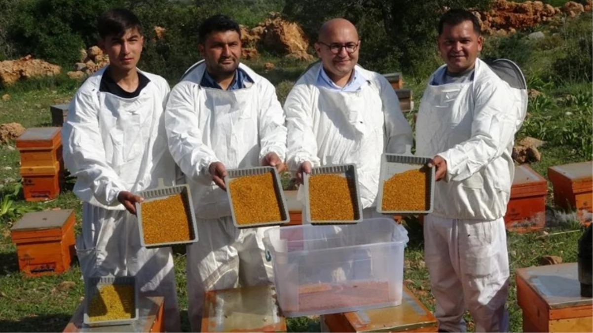 Kilosu bin TL Arı poleninde hasat başladı - Ekonomi - Dudullu Haber