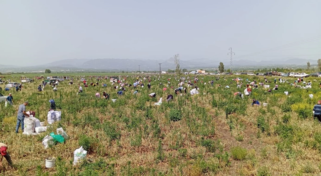 Satamadığı soğanı bedava yapınca 3 bin kişi tarlaya akın etti - Ekonomi - Dudullu Haber