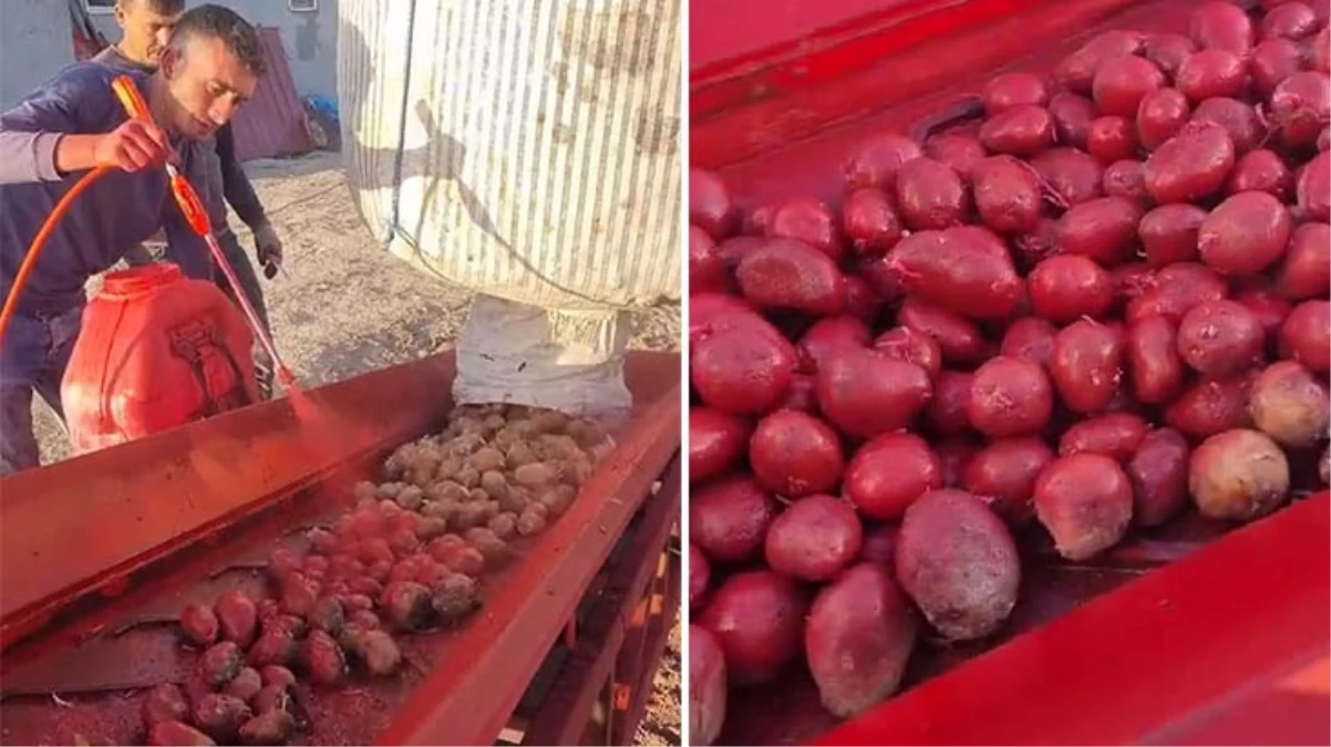 Üreticilerin paylaştığı patates ilaçlama görüntüleri tepki çekti - Ekonomi - Dudullu Haber