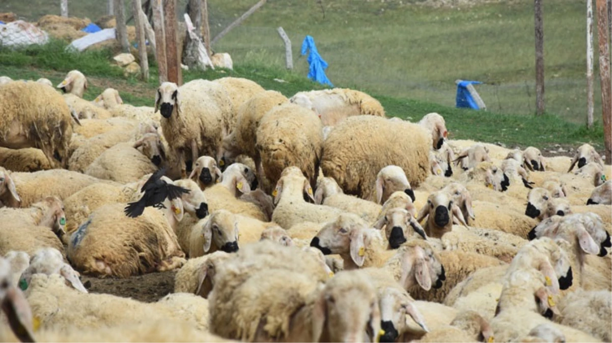 40 bin TL’ye çoban bulamayan köylüler, hayvanlarını satmaya başladı