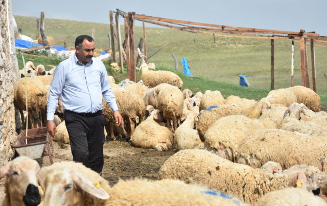 40 bin TL'ye çoban bulamayan köylüler, hayvanlarını satmaya başladı