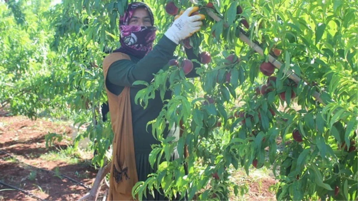 Kavurucu sıcakta zorlu hasat! Yassı şeftali tarlada 8 TL’den alıcı buluyor