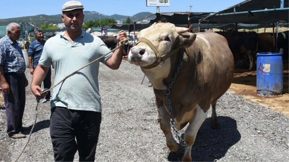 Tamı tamına 15 ton Toros Kaplanı isimli boğa pazara ayak basar basmaz satıldı - Ekonomi - Dudullu Haber