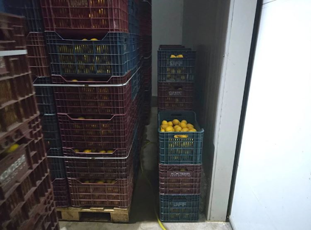 Mersin'de HKS'ye kayıt edilmeyen 380 ton limon tespit edildi