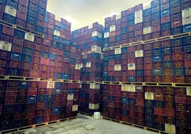Mersin'de HKS'ye kayıt edilmeyen 380 ton limon tespit edildi