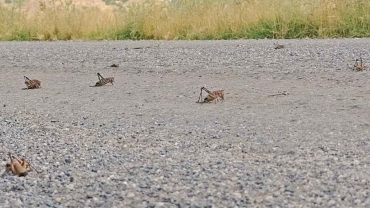 Çiftçinin korkulu rüyası oldular! Devasa çekirge sürüsü Muş Ovası'na doğru ilerliyor 3 Ciftcinin korkulu ruyasi oldular Devasa cekirge surusu Mus Ovasina dogru