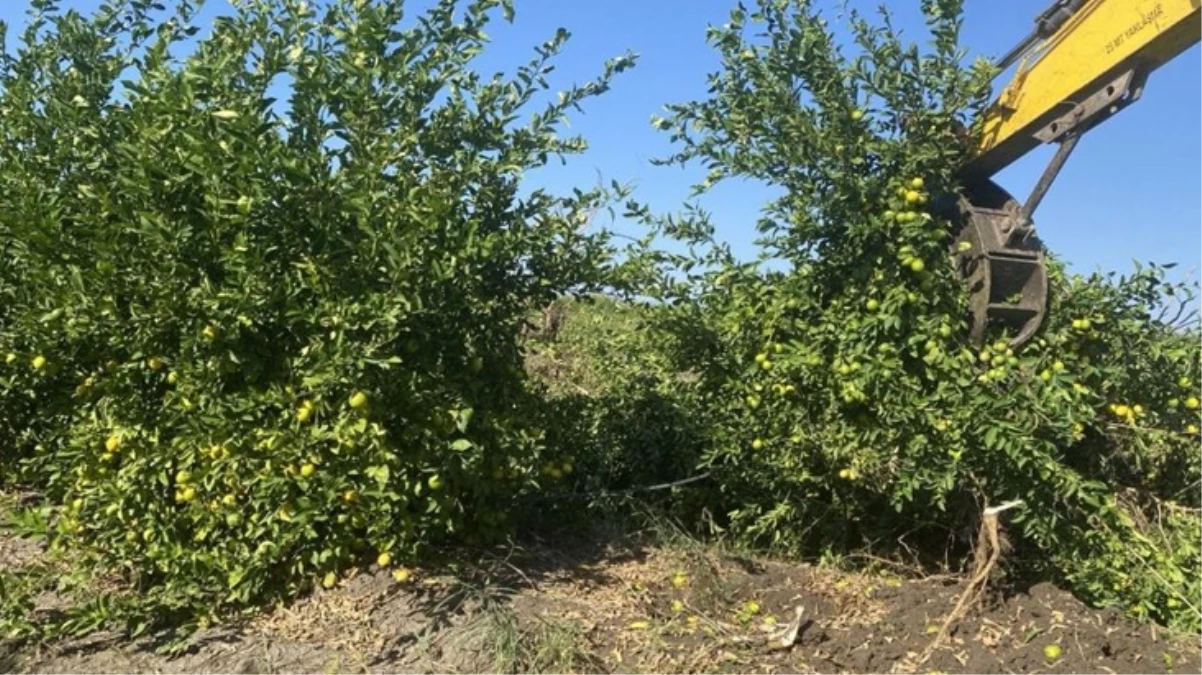 Limonun kilosu 100 TLya dayandı Bakanlık konuya el atıyor - Ekonomi - Dudullu Haber
